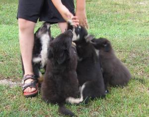 BorderCollieKelpiewkoldPuppies